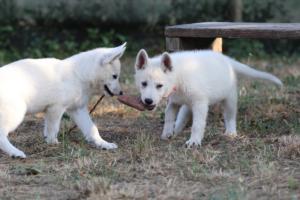 White-Swiss-Shepherd-Puppies-BTWW-Ninjas-230719-0208