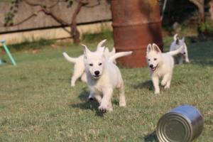 White-Swiss-Shepherd-Puppies-BTWW-Ninjas-230719-0209