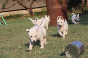 White-Swiss-Shepherd-Puppies-BTWW-Ninjas-230719-0210