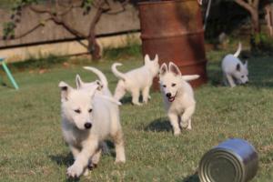 White-Swiss-Shepherd-Puppies-BTWW-Ninjas-230719-0211