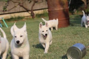 White-Swiss-Shepherd-Puppies-BTWW-Ninjas-230719-0212