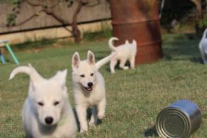 White-Swiss-Shepherd-Puppies-BTWW-Ninjas-230719-0213