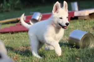 White-Swiss-Shepherd-Puppies-BTWW-Ninjas-230719-0216