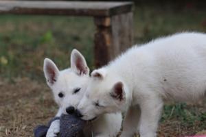 White-Swiss-Shepherd-Puppies-BTWW-Ninjas-230719-0217