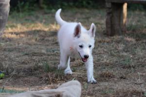 White-Swiss-Shepherd-Puppies-BTWW-Ninjas-230719-0225