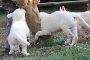 White-Swiss-Shepherd-Puppies-BTWW-Ninjas-230719-0239