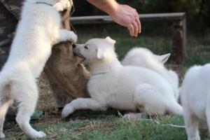 White-Swiss-Shepherd-Puppies-BTWW-Ninjas-230719-0241