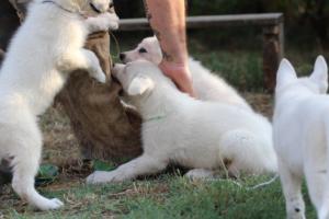 White-Swiss-Shepherd-Puppies-BTWW-Ninjas-230719-0242