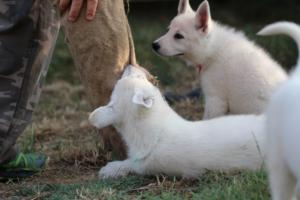 White-Swiss-Shepherd-Puppies-BTWW-Ninjas-230719-0243
