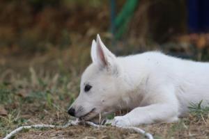 White-Swiss-Shepherd-Puppies-BTWW-Ninjas-230719-0255