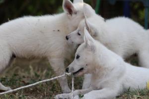 White-Swiss-Shepherd-Puppies-BTWW-Ninjas-230719-0258