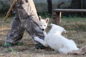 White-Swiss-Shepherd-Puppies-BTWW-Ninjas-230719-0259