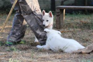 White-Swiss-Shepherd-Puppies-BTWW-Ninjas-230719-0261