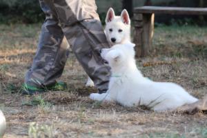 White-Swiss-Shepherd-Puppies-BTWW-Ninjas-230719-0263