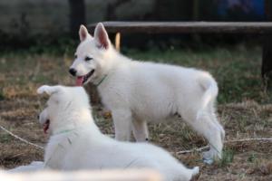 White-Swiss-Shepherd-Puppies-BTWW-Ninjas-230719-0264