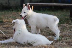 White-Swiss-Shepherd-Puppies-BTWW-Ninjas-230719-0265