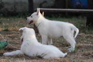 White-Swiss-Shepherd-Puppies-BTWW-Ninjas-230719-0266