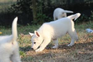 White-Swiss-Shepherd-Puppies-BTWW-Ninjas-230719-0274