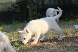 White-Swiss-Shepherd-Puppies-BTWW-Ninjas-230719-0275
