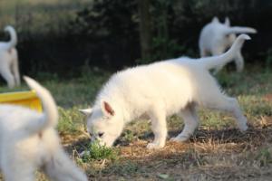 White-Swiss-Shepherd-Puppies-BTWW-Ninjas-230719-0276