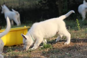 White-Swiss-Shepherd-Puppies-BTWW-Ninjas-230719-0278