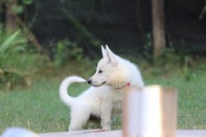 White-Swiss-Shepherd-Puppies-BTWW-Ninjas-230719-0279
