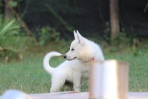 White-Swiss-Shepherd-Puppies-BTWW-Ninjas-230719-0280