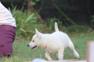White-Swiss-Shepherd-Puppies-BTWW-Ninjas-230719-0281