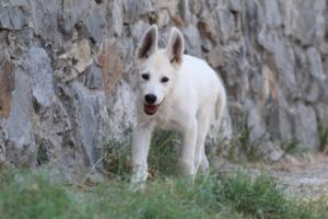 White-Swiss-Shepherd-Puppies-BTWW-Ninjas-230819-0040