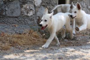 White-Swiss-Shepherd-Puppies-BTWW-Ninjas-230819-0069