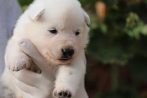 White-Swiss-Shepherd-Puppies-BTWWO-June-2019-0013