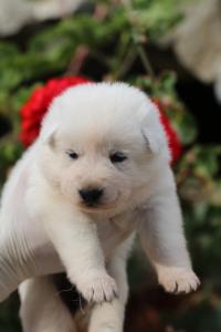White-Swiss-Shepherd-Puppies-BTWWO-June-2019-0016
