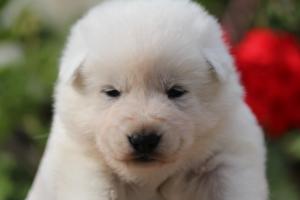 White-Swiss-Shepherd-Puppies-BTWWO-June-2019-0021