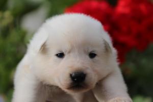 White-Swiss-Shepherd-Puppies-BTWWO-June-2019-0030