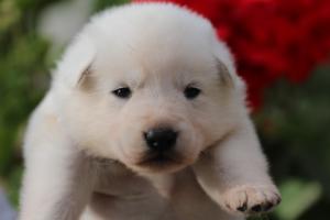 White-Swiss-Shepherd-Puppies-BTWWO-June-2019-0031