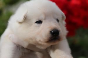 White-Swiss-Shepherd-Puppies-BTWWO-June-2019-0034
