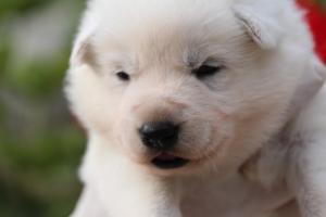 White-Swiss-Shepherd-Puppies-BTWWO-June-2019-0046
