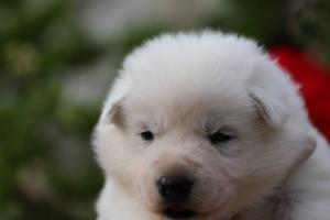White-Swiss-Shepherd-Puppies-BTWWO-June-2019-0049