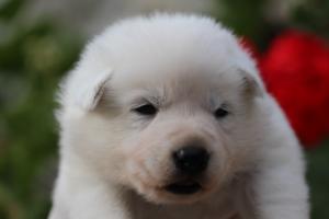 White-Swiss-Shepherd-Puppies-BTWWO-June-2019-0061