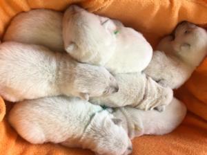 White swiss shepherd Puppies Italy France4