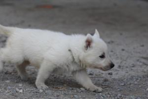White-German-Shepherd-Puppies-001