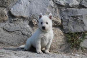 White-German-Shepherd-Puppies-027