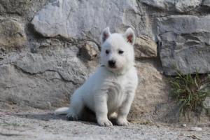 White-German-Shepherd-Puppies-029