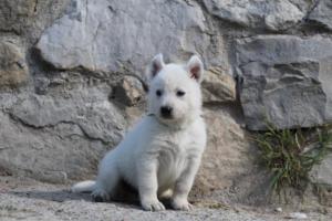 White-German-Shepherd-Puppies-031