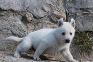White-German-Shepherd-Puppies-032