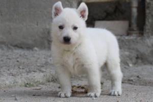 White-German-Shepherd-Puppies-034