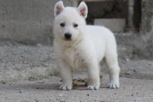 White-German-Shepherd-Puppies-035