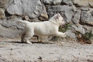 White-German-Shepherd-Puppies-038