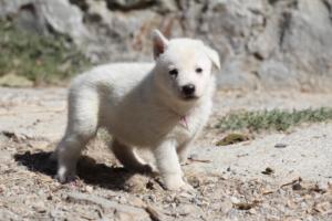 White-German-Shepherd-Puppies-039