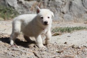 White-German-Shepherd-Puppies-040